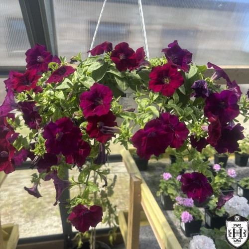 Petunia ampel - Petuunia amplis C3/3L